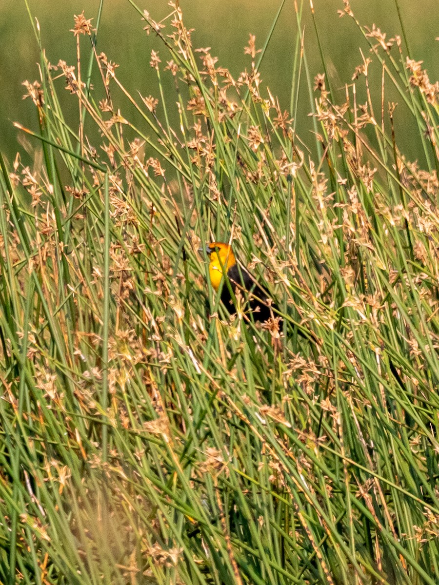 Yellow-headed Blackbird - Darrell Lawson