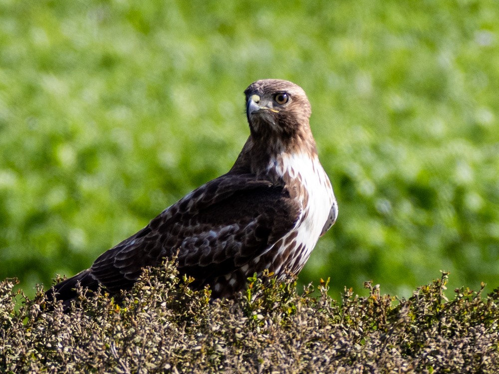 Red-tailed Hawk - ML616350465