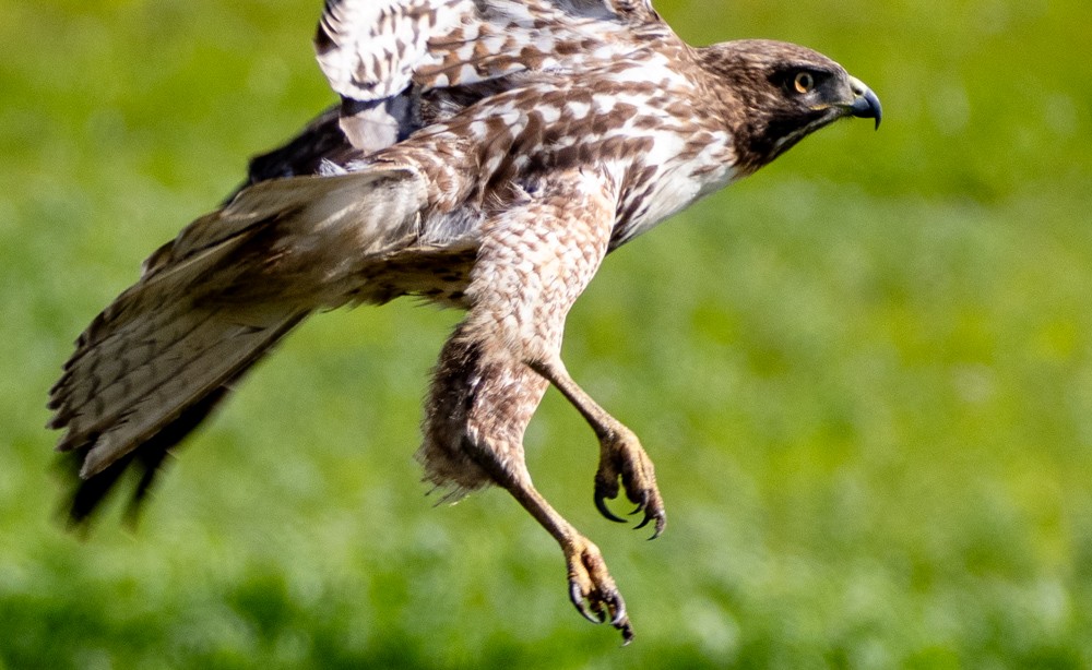 Red-tailed Hawk - Pauline Yeckley