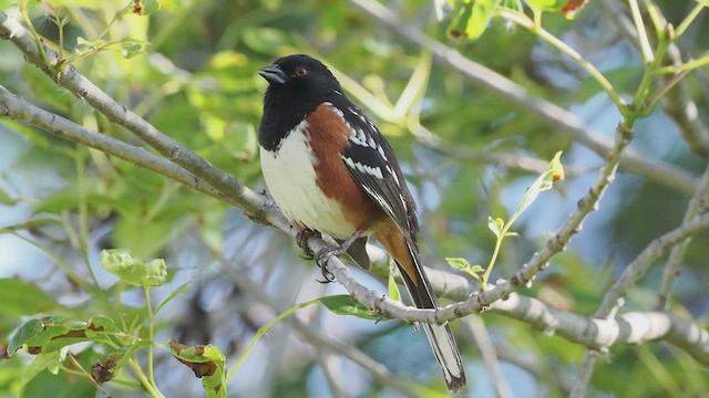 Spotted Towhee - ML616350550