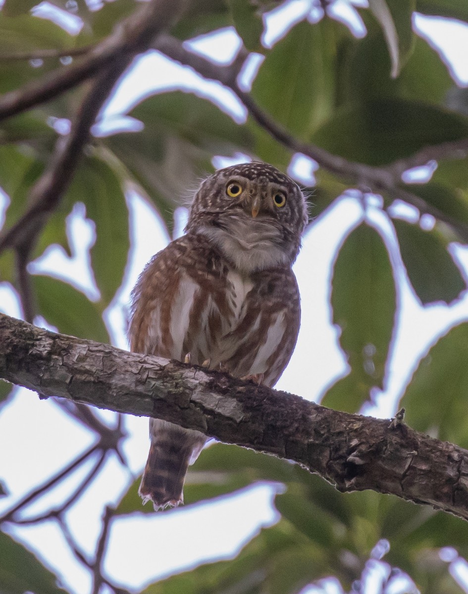 Collared Owlet - ML616350604
