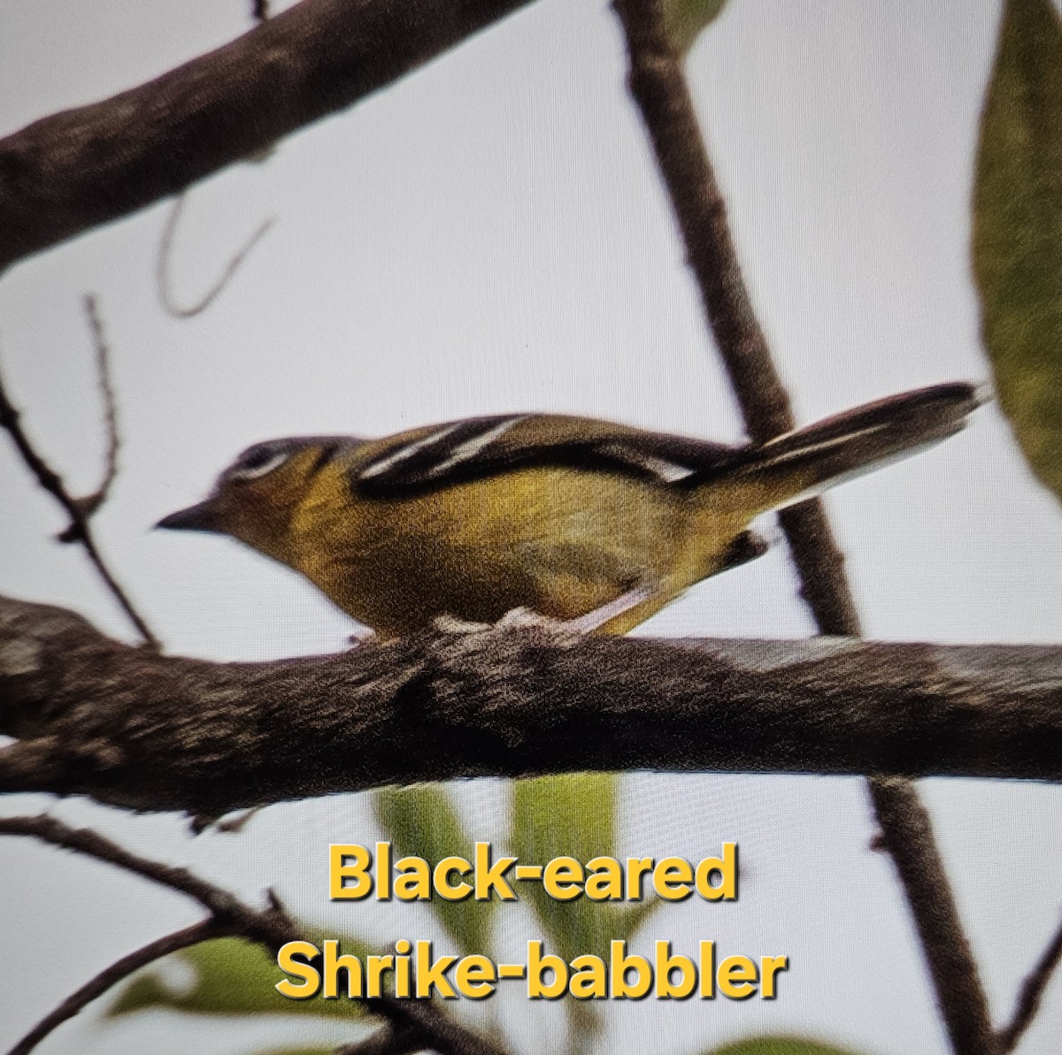 Black-eared Shrike-Babbler - ML616350613