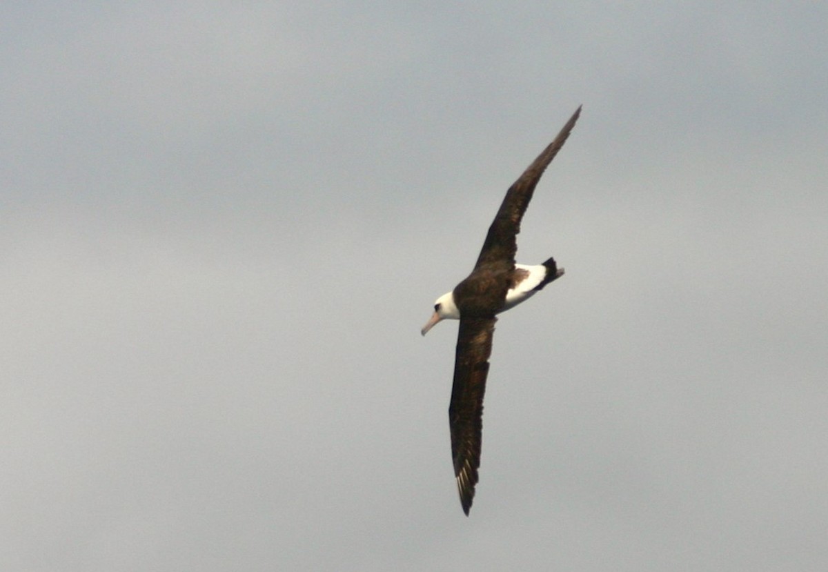 Laysan Albatross - Kerry Ross
