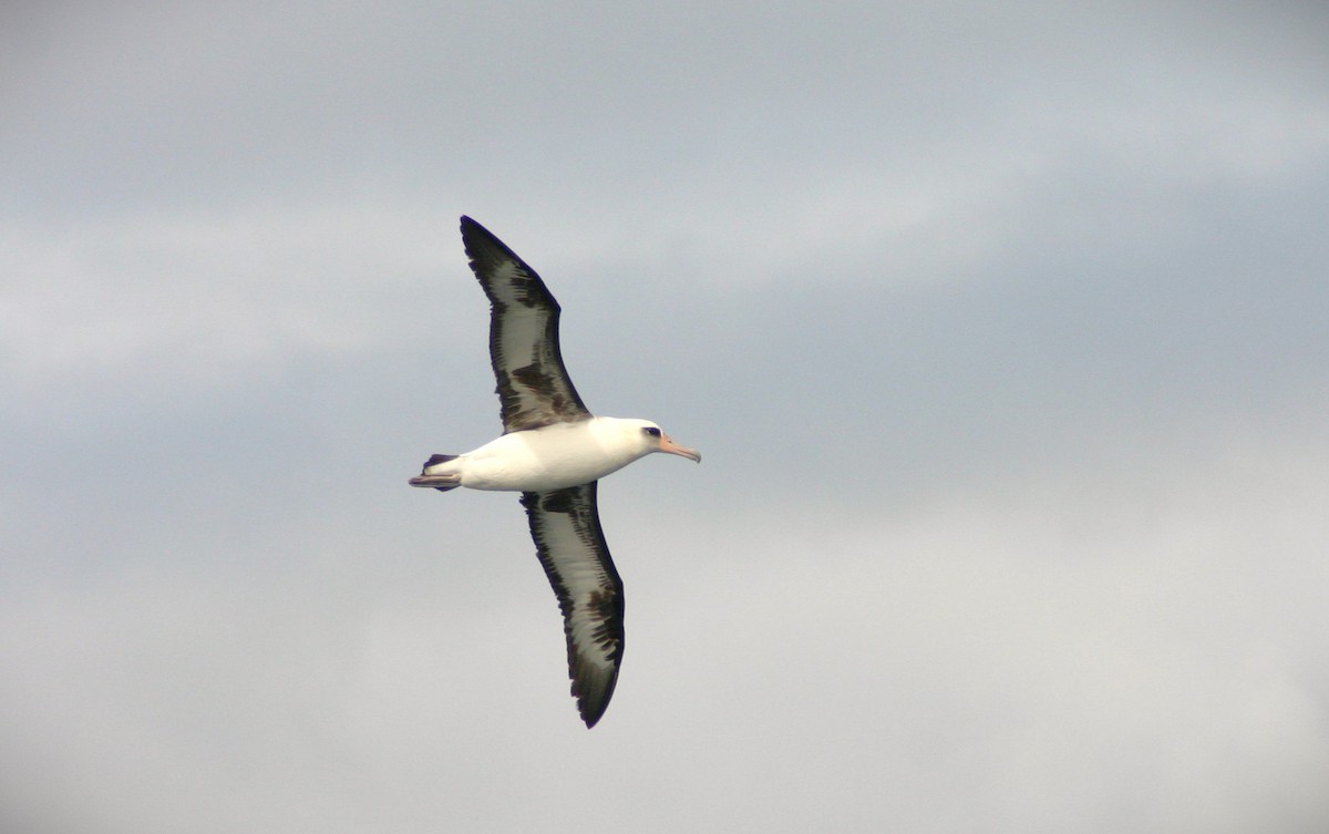 albatros laysanský - ML616350634