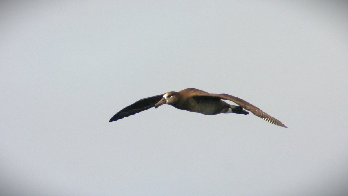 albatros černonohý - ML616350642