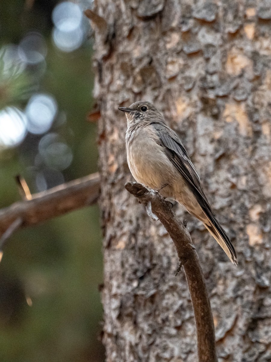 Townsend's Solitaire - ML616350646