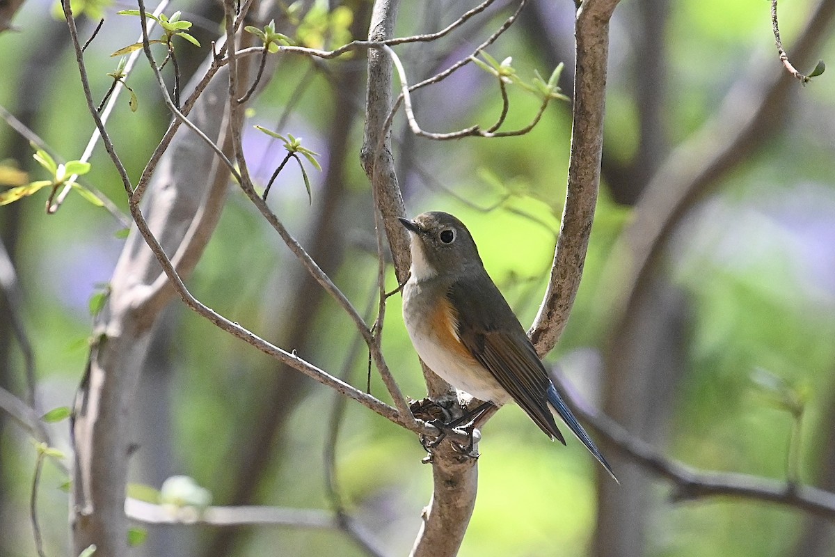 Red-flanked Bluetail - ML616350673