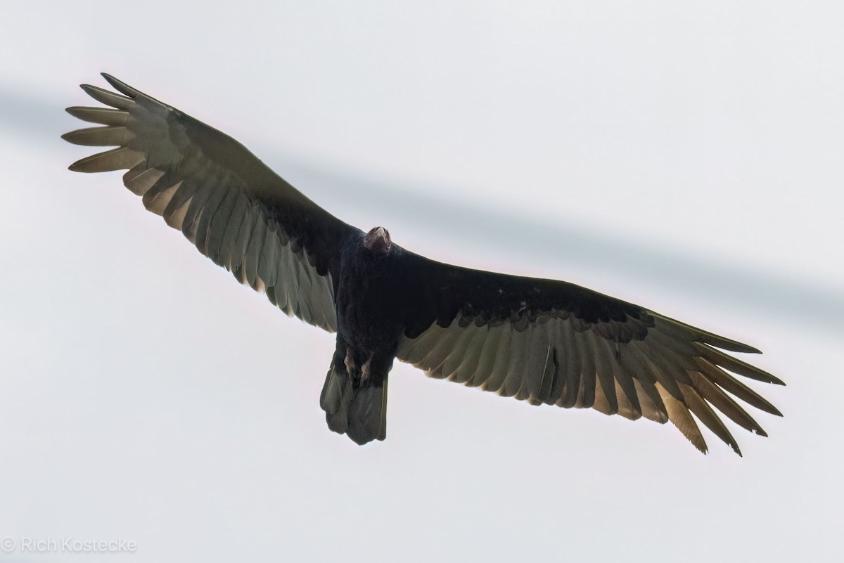Turkey Vulture - ML616350685