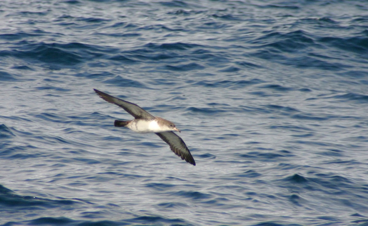 Pink-footed Shearwater - ML616350713