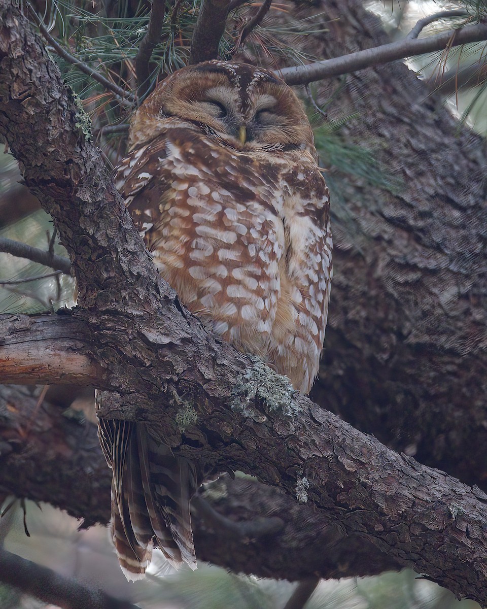 Spotted Owl - ML616350827