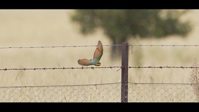Rainbow Bee-eater - ML616350861