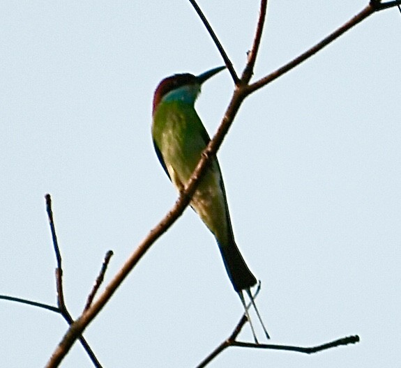 Blue-throated Bee-eater - ML616350950