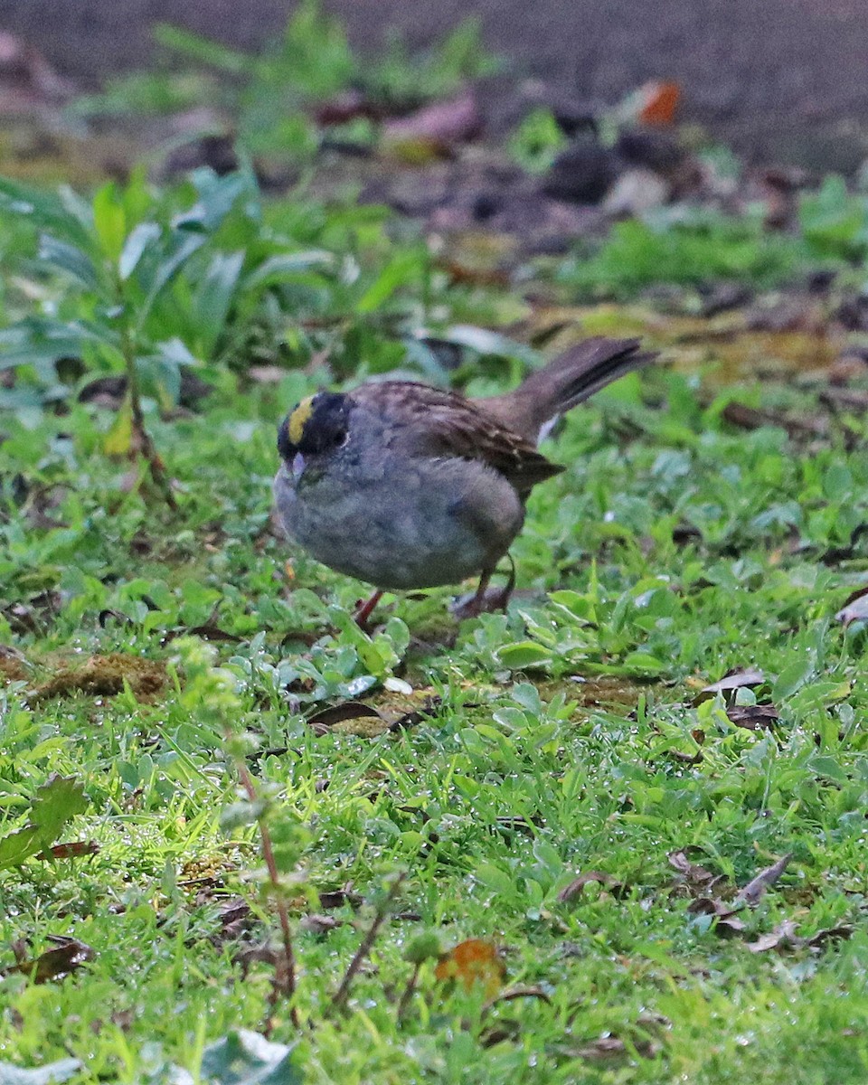 Golden-crowned Sparrow - Robert Polkinghorn