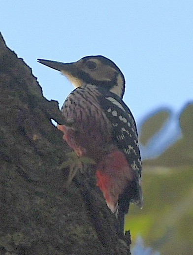 White-backed Woodpecker - ML616351230