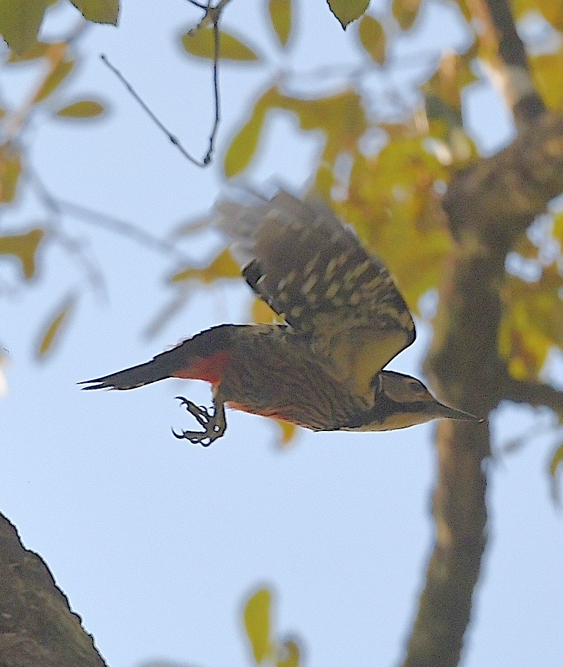 White-backed Woodpecker - ML616351235
