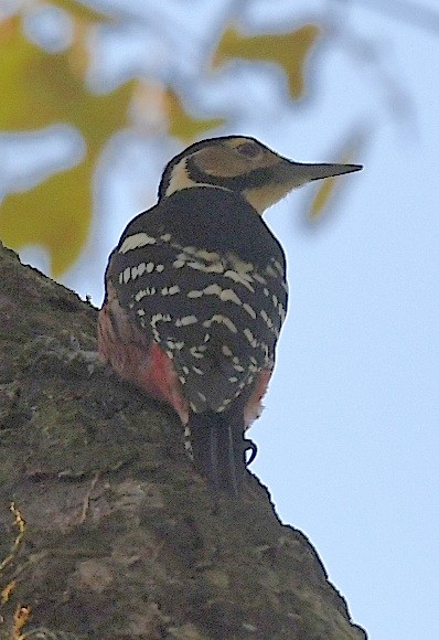White-backed Woodpecker - ML616351240