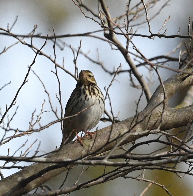 Olive-backed Pipit - ML616351308