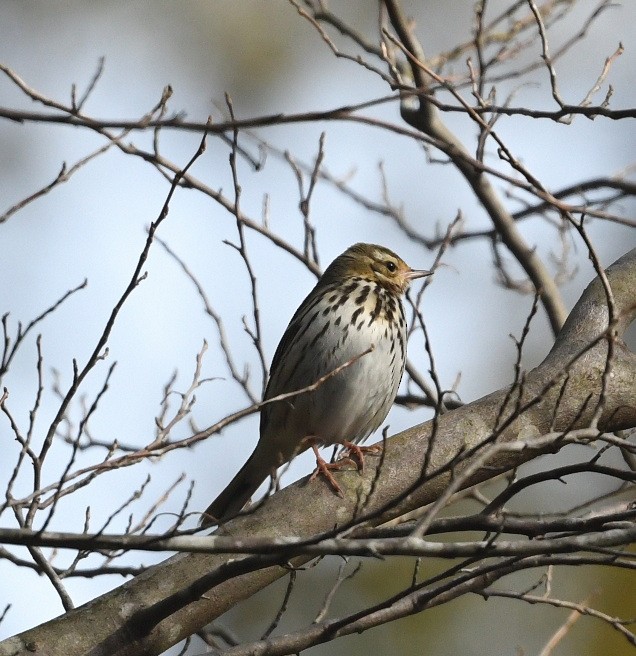 Olive-backed Pipit - ML616351310