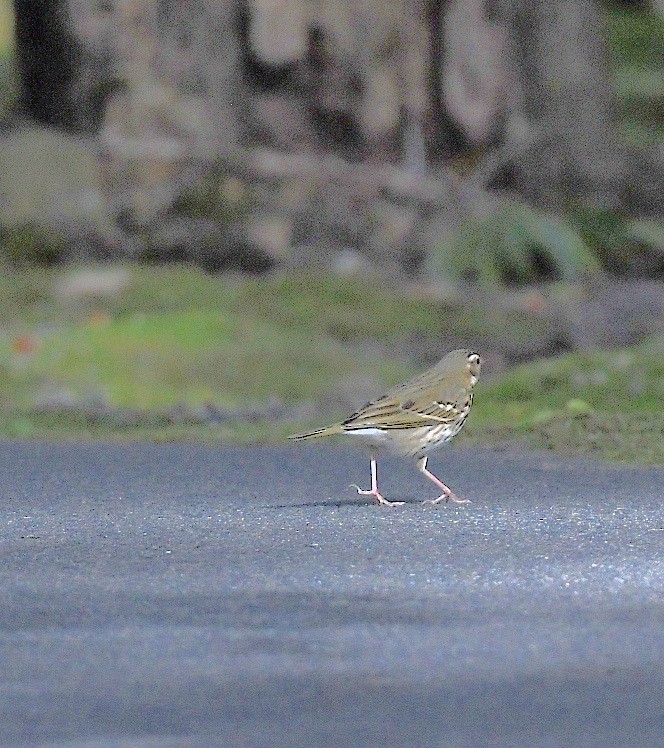 Olive-backed Pipit - ML616351313