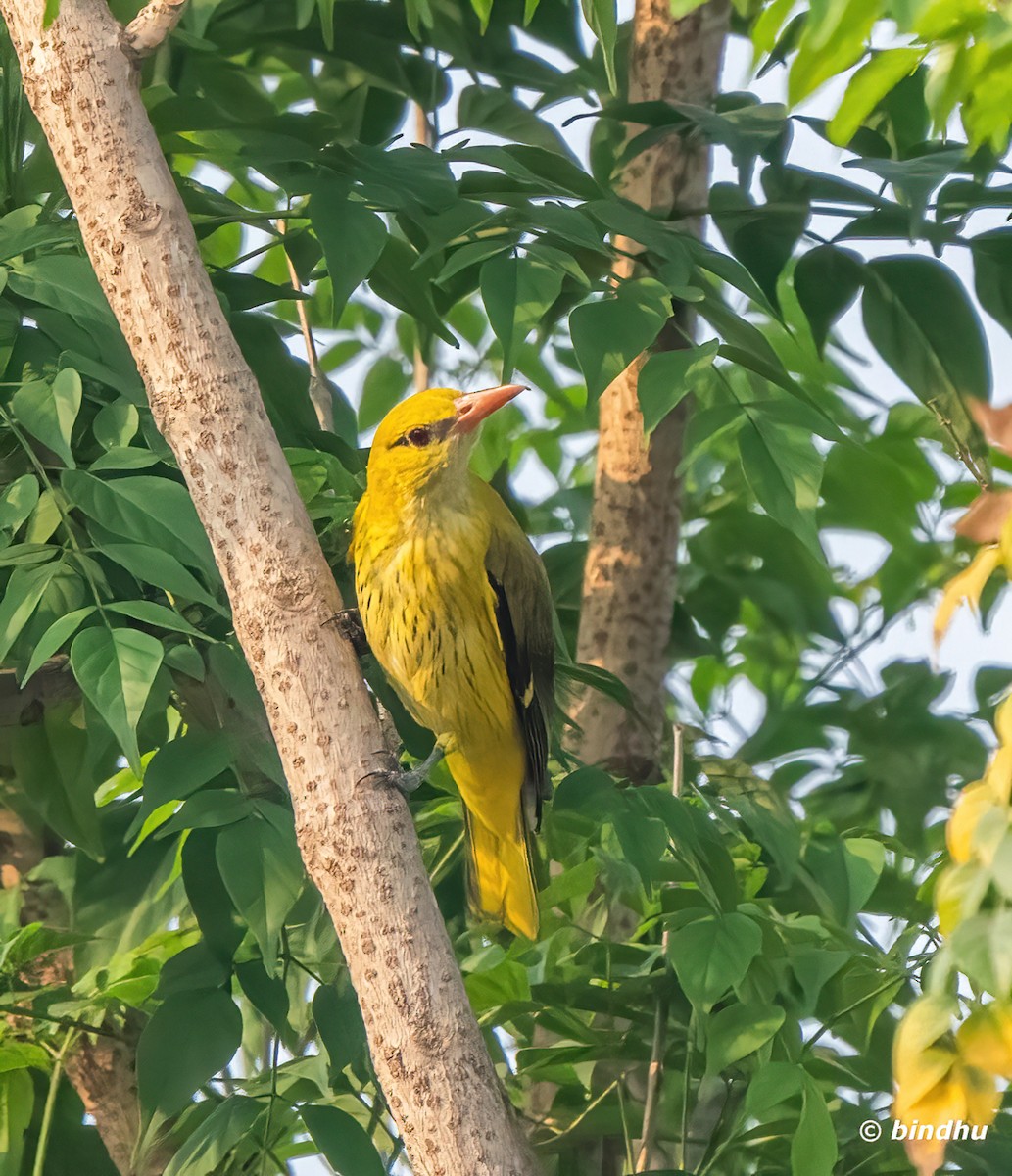 Indian Golden Oriole - ML616351350