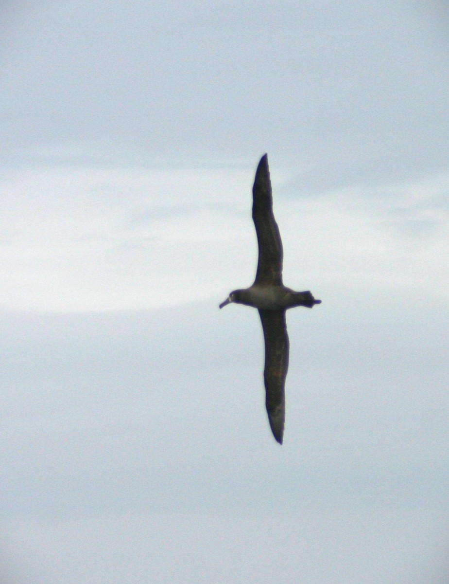Albatros à pieds noirs - ML616351357