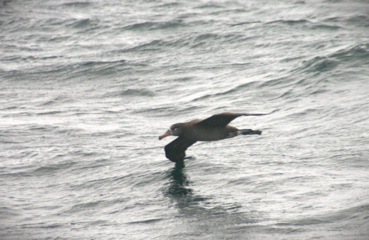 Черноногий альбатрос - ML616351358