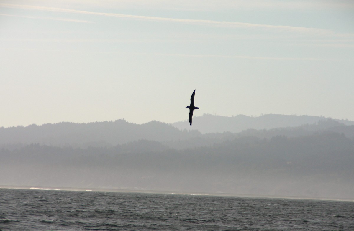 Albatros à pieds noirs - ML616351359