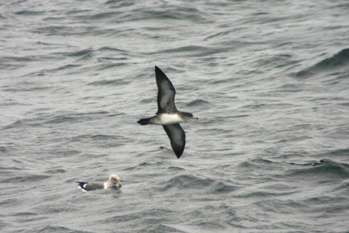 Pink-footed Shearwater - ML616351398