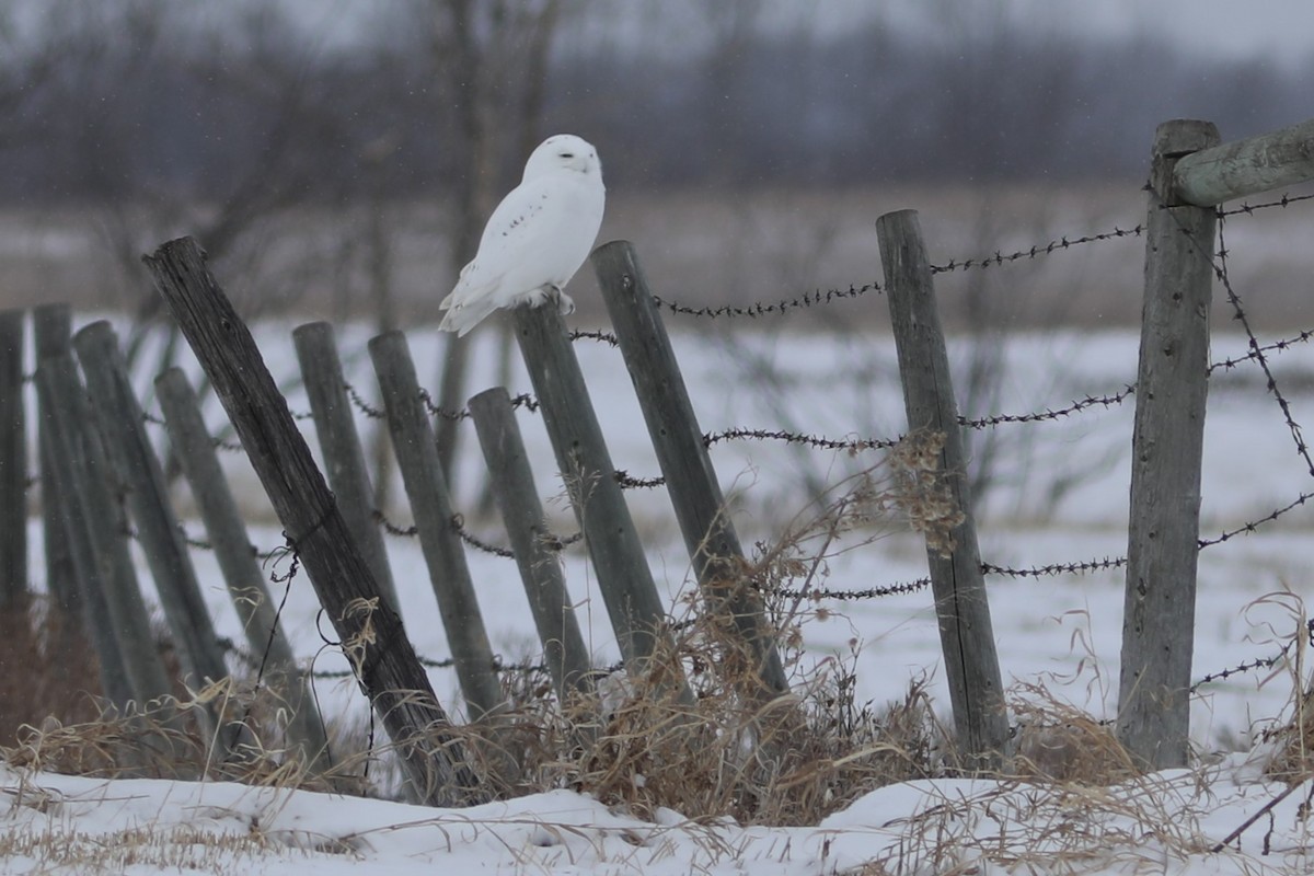 Snowy Owl - ML616351597