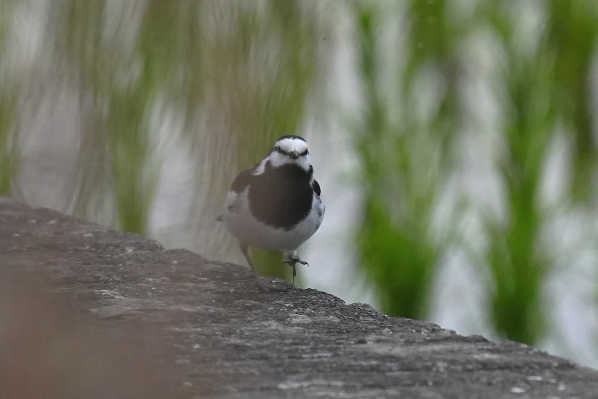 White Wagtail (Black-backed) - ML616351756