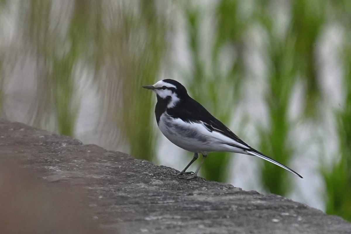 White Wagtail (Black-backed) - ML616351757