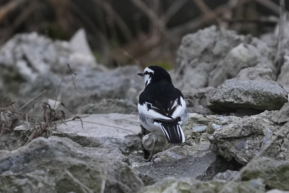White Wagtail (Black-backed) - ML616351758