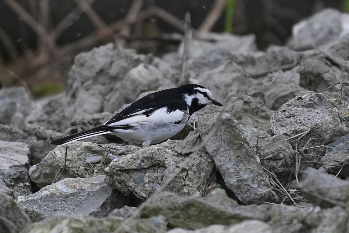 White Wagtail (Black-backed) - ML616351759