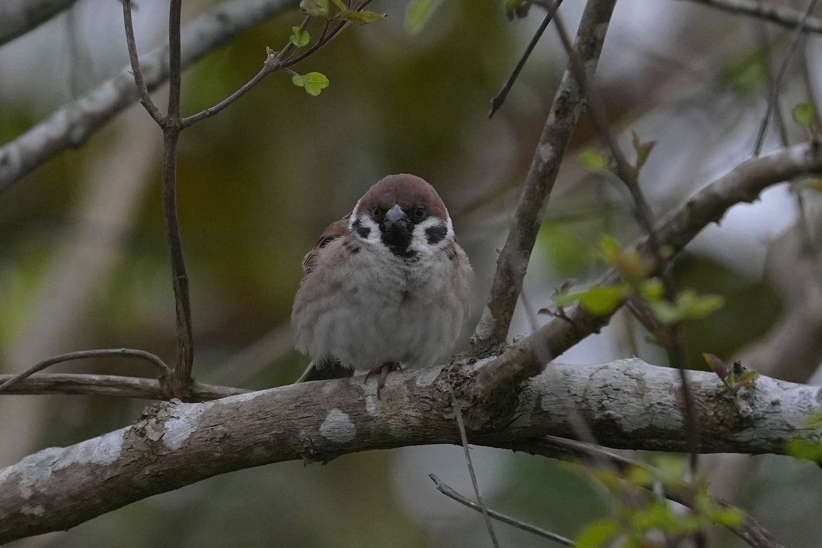 Eurasian Tree Sparrow - ML616351787
