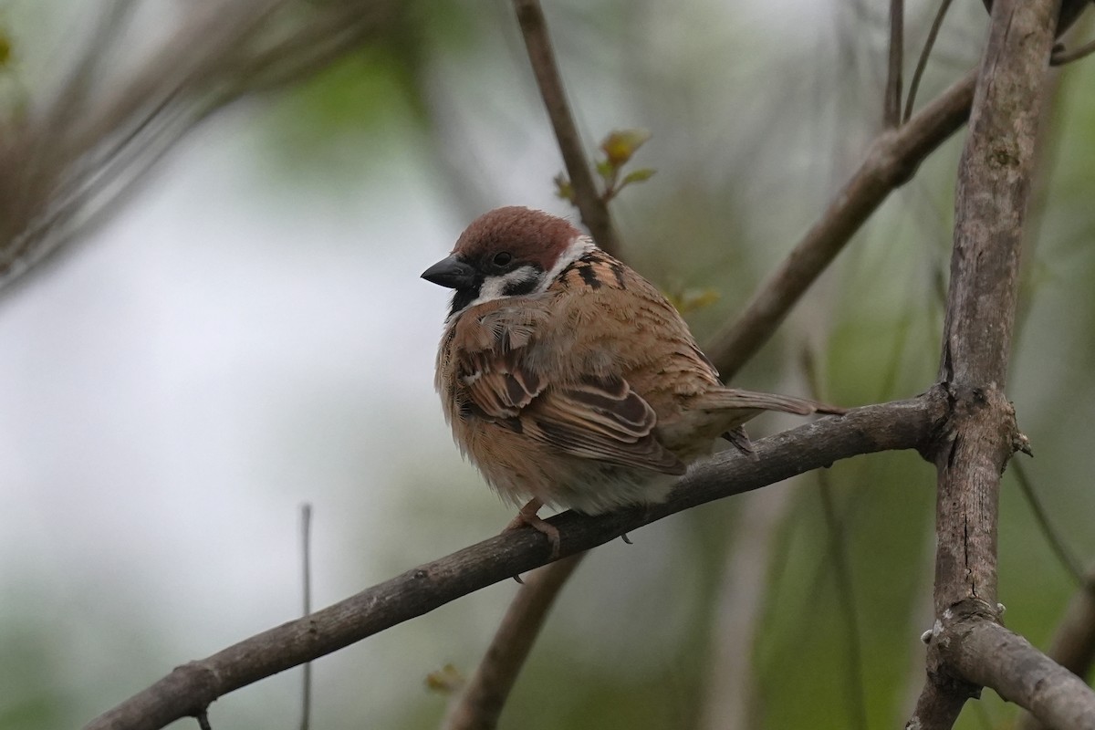 Eurasian Tree Sparrow - ML616351788