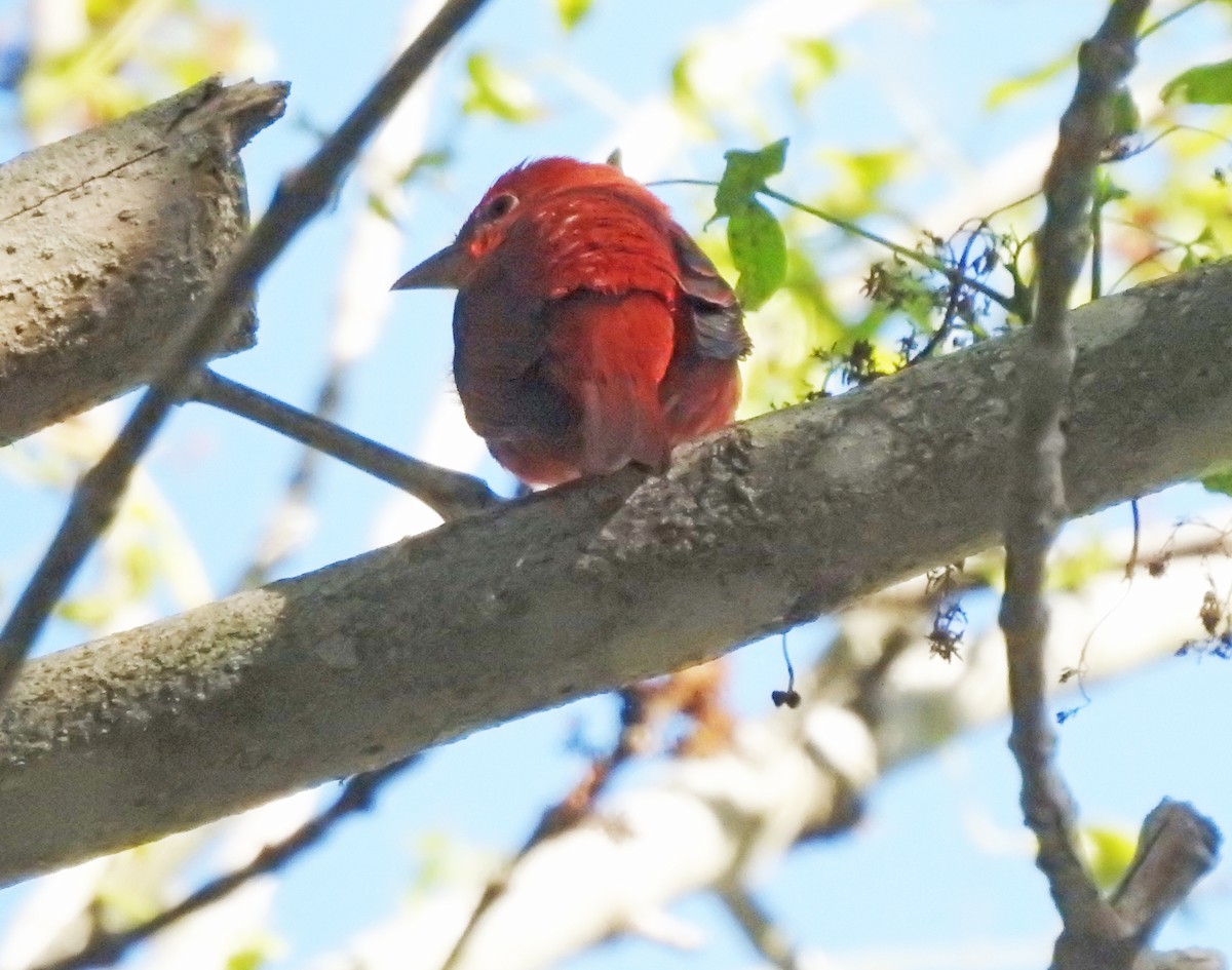 Summer Tanager - Layton Pace