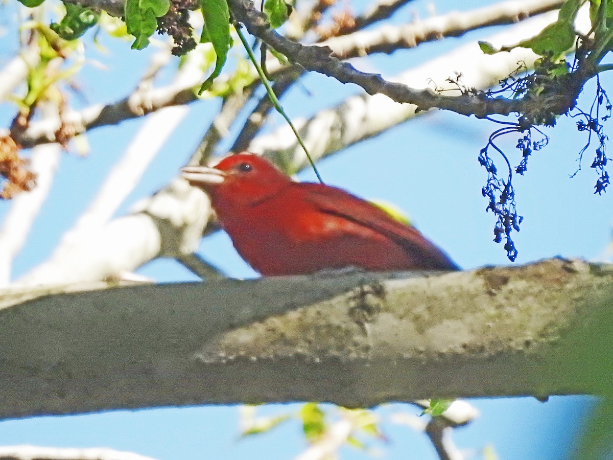 Summer Tanager - Layton Pace