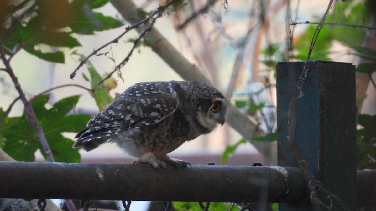 Spotted Owlet - ML616352386