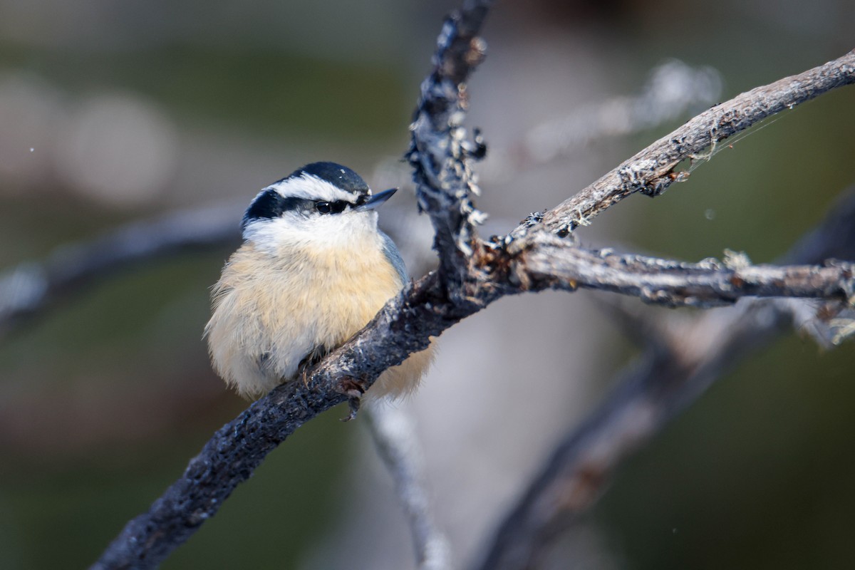 Red-breasted Nuthatch - ML616352435