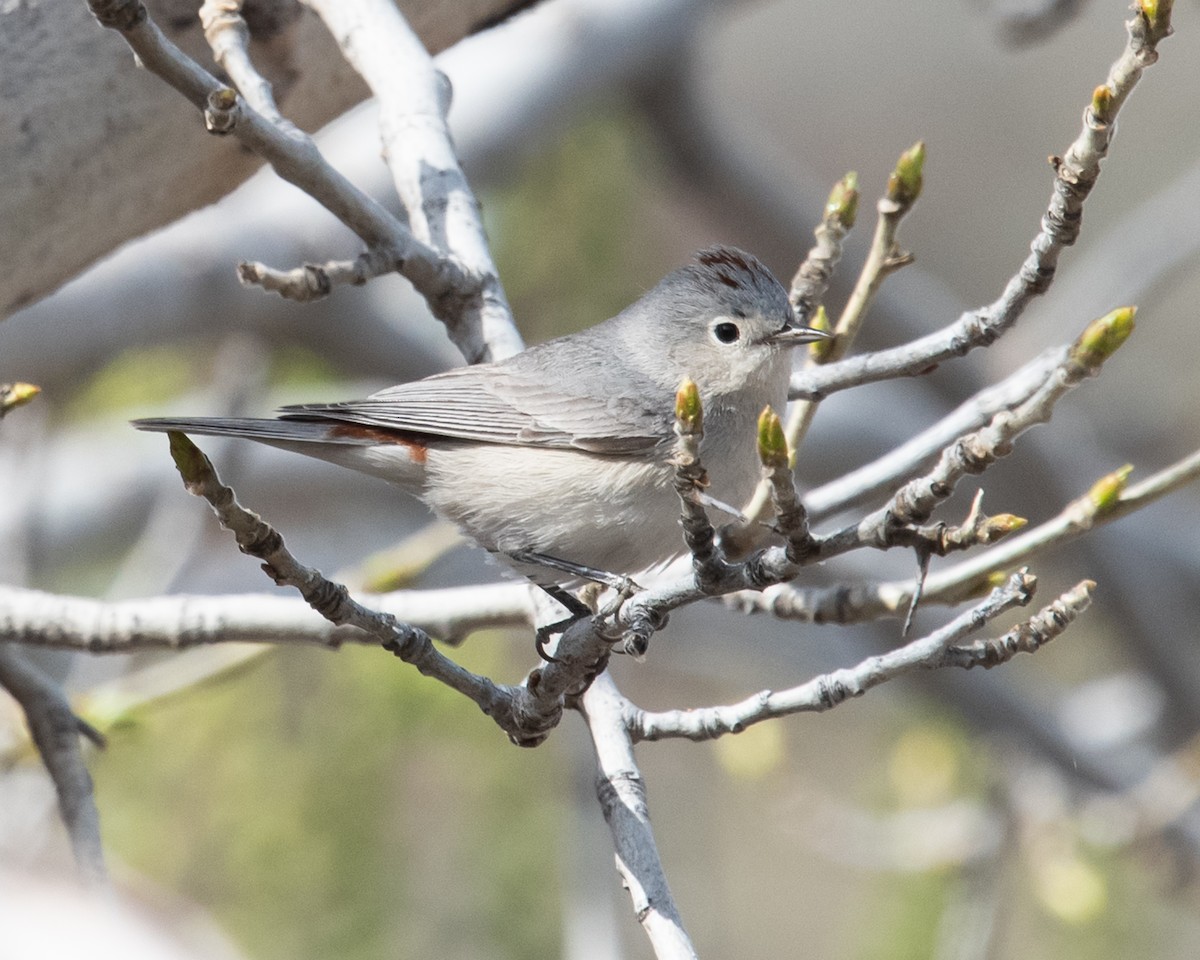 Lucy's Warbler - ML616352472