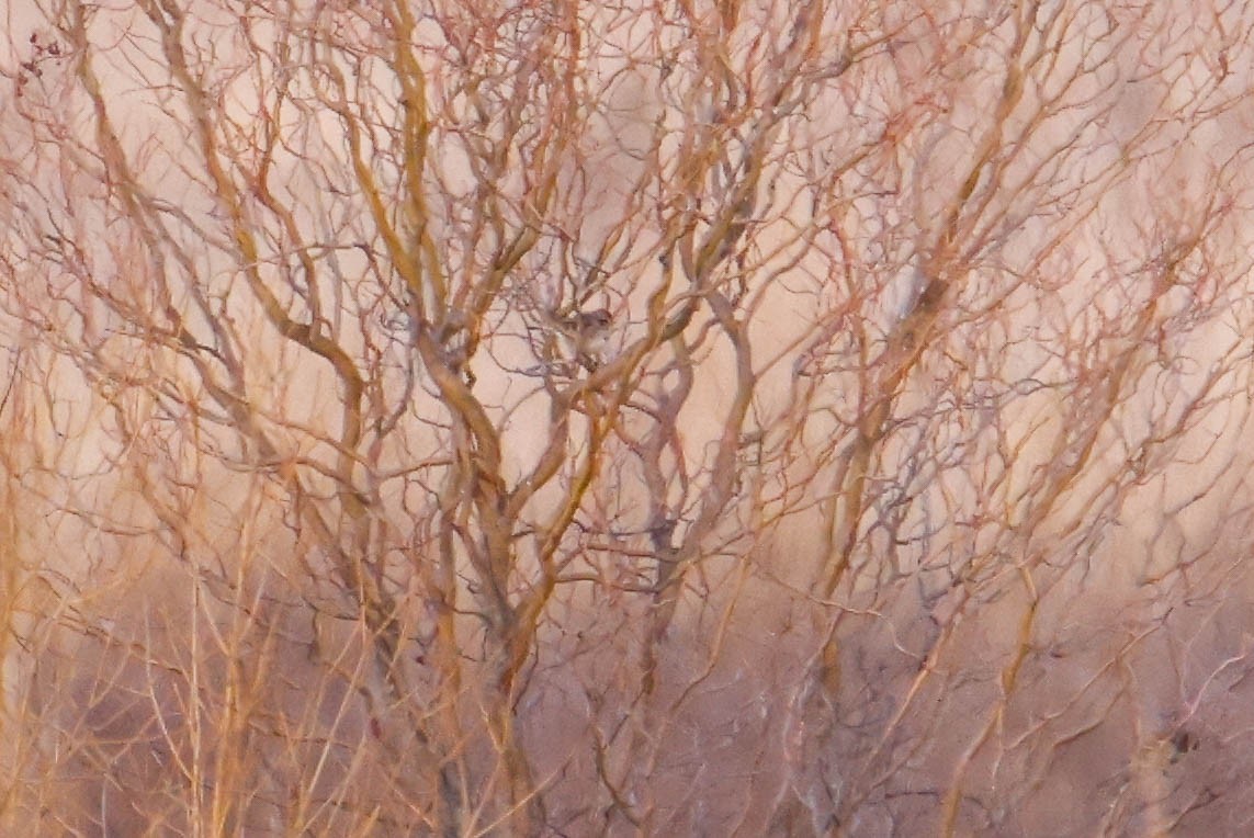American Tree Sparrow - Sean  Salazar