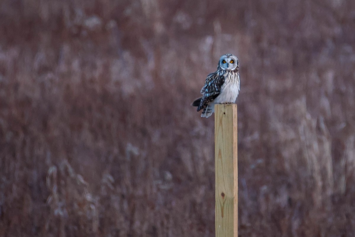 Short-eared Owl - ML616352576