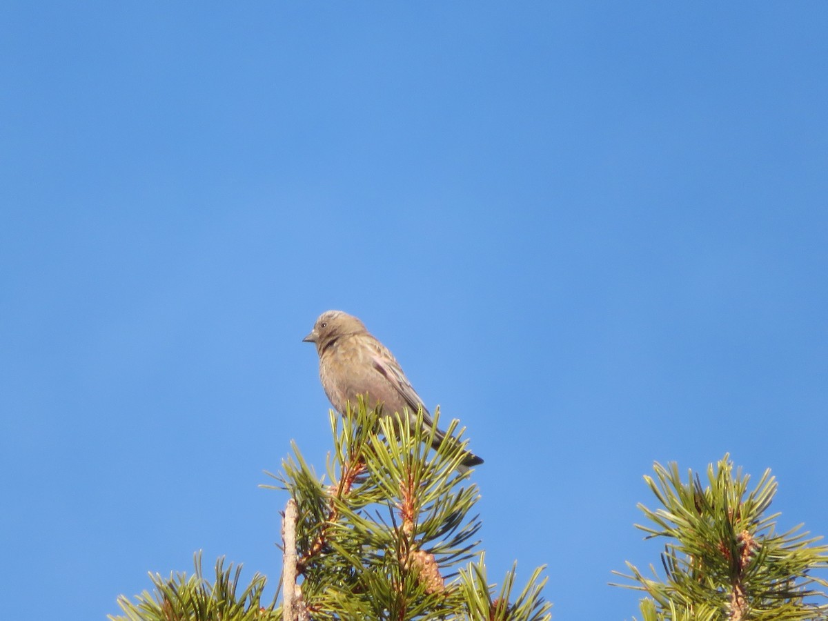 Brown-capped Rosy-Finch - ML616352586