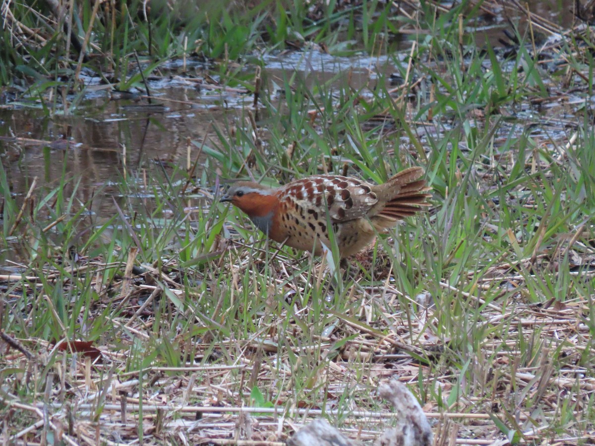 Chinese Bamboo-Partridge - Kyle Leader