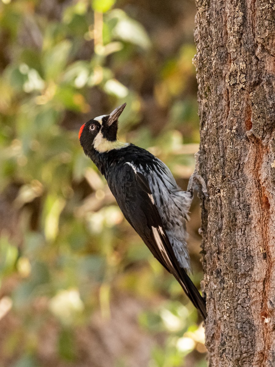 Acorn Woodpecker - ML616352795
