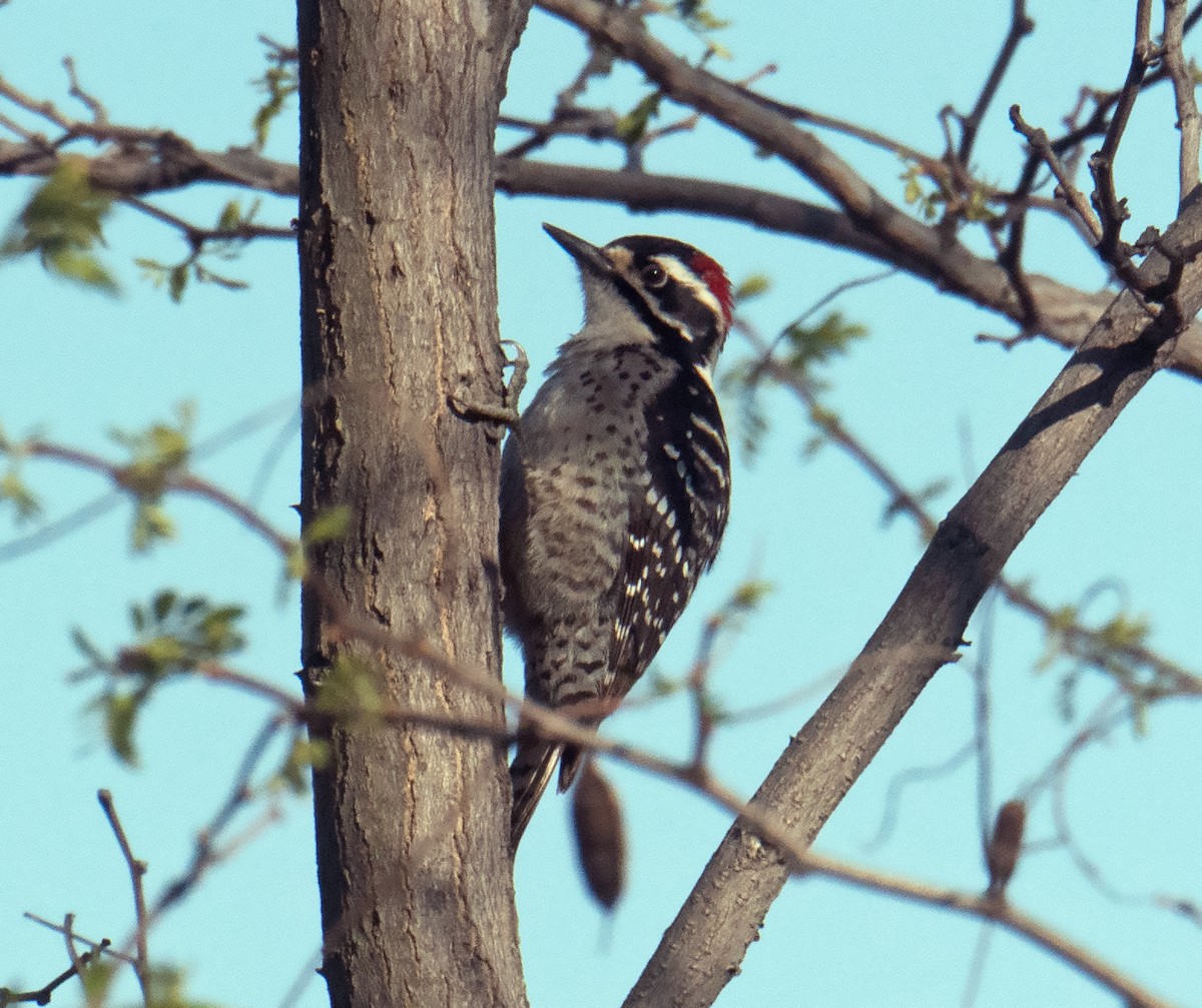 Nuttall's Woodpecker - ML616352852