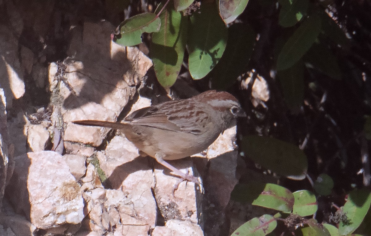 Rufous-crowned Sparrow - ML616352861