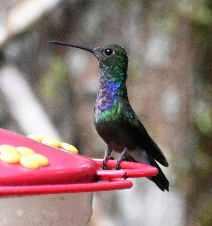 Purple-chested Hummingbird - ML616352919
