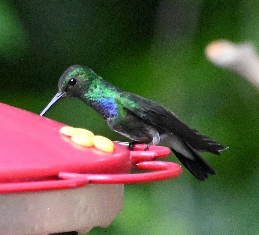 Purple-chested Hummingbird - ML616352920