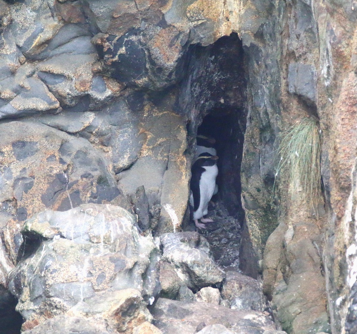 Fiordland Penguin - ML616352961